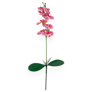 Fir Orhidee cu 2 Frunze Roz cu Alb