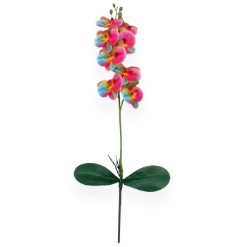 Fir Orhidee cu 2 Frunze Rainbow